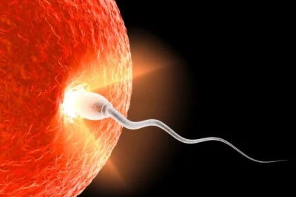 The moment of conception for fertility and IVF support in Lewes